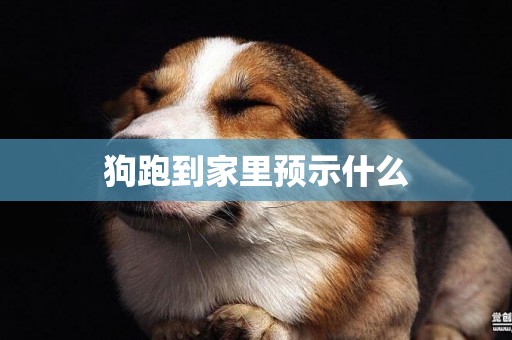 狗跑到家里預示什么