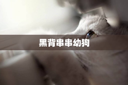 黑背串串幼狗