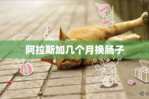 阿拉斯加幾個月換腸子