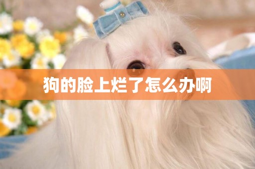 狗的臉上爛了怎么辦啊