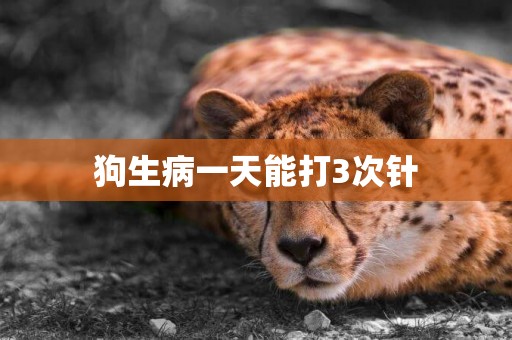 狗生病一天能打3次針