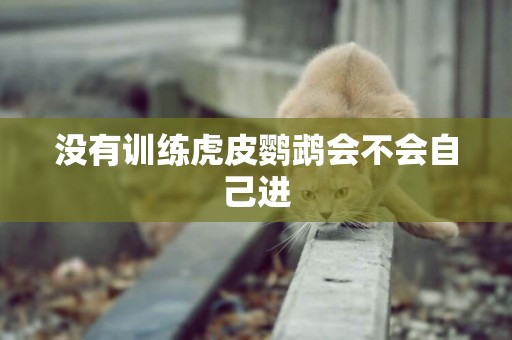 沒有訓練虎皮鸚鵡會不會自己進