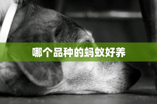 哪個品種的螞蟻好養