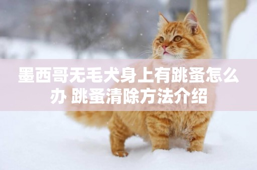 墨西哥無毛犬身上有跳蚤怎么辦 跳蚤清除方法介紹