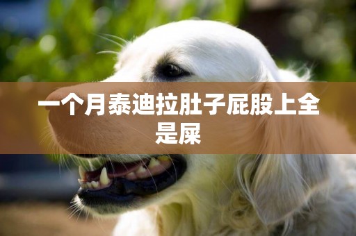 一個月泰迪拉肚子屁股上全是屎
