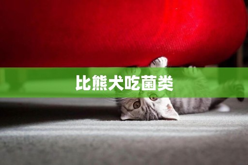 比熊犬吃菌類