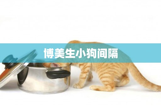 博美生小狗間隔