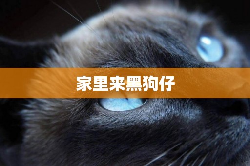 家里來黑狗仔