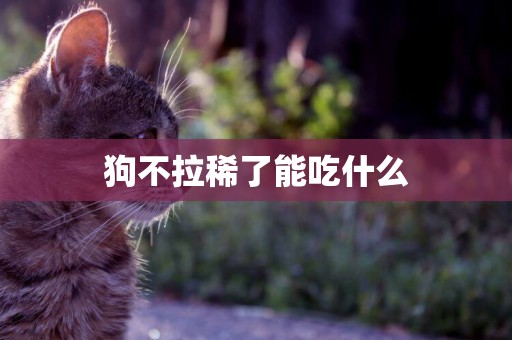 狗不拉稀了能吃什么