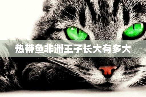 熱帶魚非洲王子長大有多大