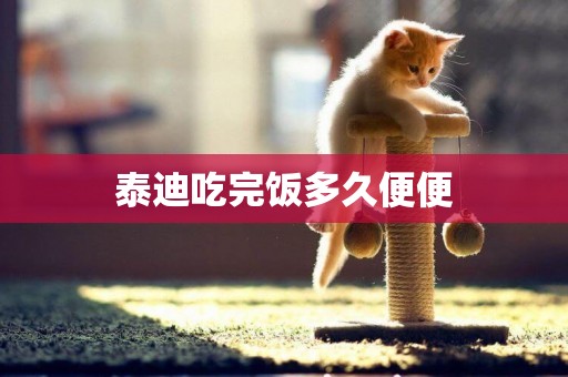 泰迪吃完飯多久便便