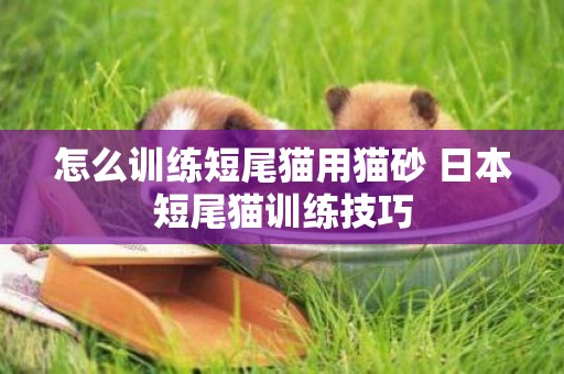 怎么訓練短尾貓用貓砂 日本短尾貓訓練技巧