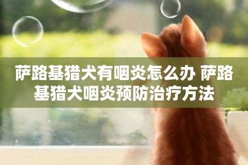 薩路基獵犬有咽炎怎么辦 薩路基獵犬咽炎預防治療方法