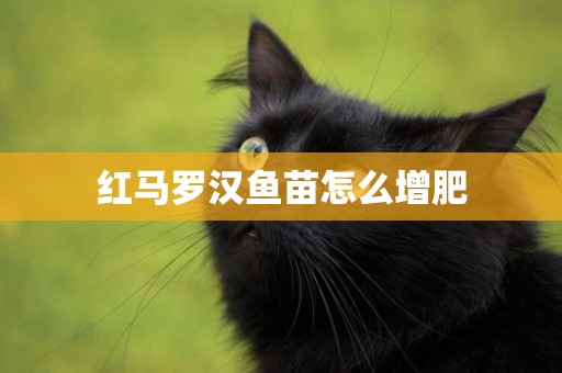 紅馬羅漢魚苗怎么增肥