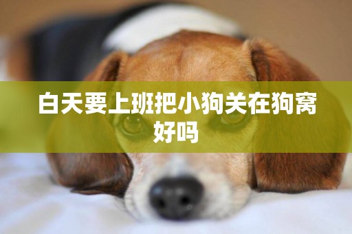 白天要上班把小狗關在狗窩好嗎