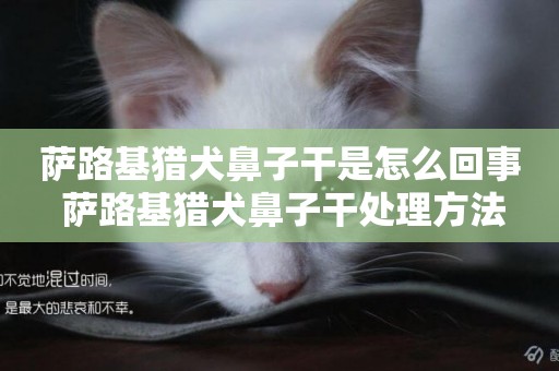 薩路基獵犬鼻子干是怎么回事 薩路基獵犬鼻子干處理方法
