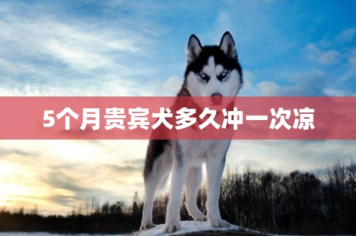 5個月貴賓犬多久沖一次涼