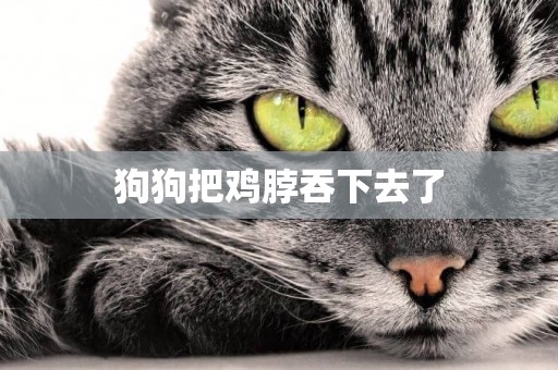 狗狗把雞脖吞下去了