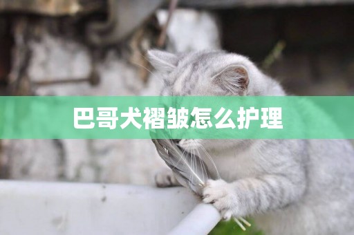 巴哥犬褶皺怎么護理