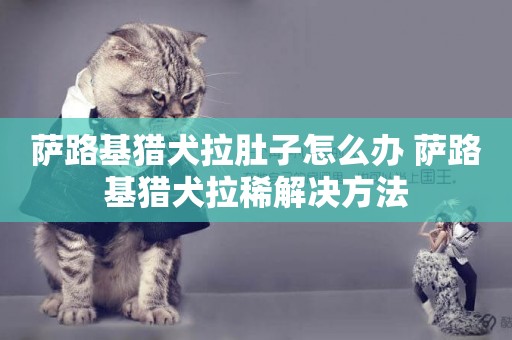 薩路基獵犬拉肚子怎么辦 薩路基獵犬拉稀解決方法