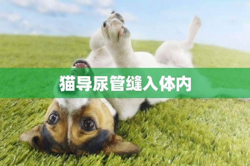貓導尿管縫入體內