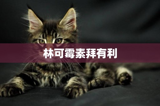 林可霉素拜有利