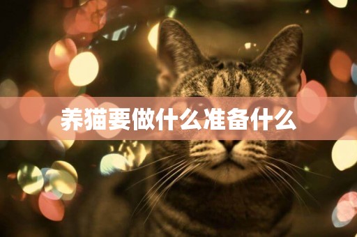 養貓要做什么準備什么