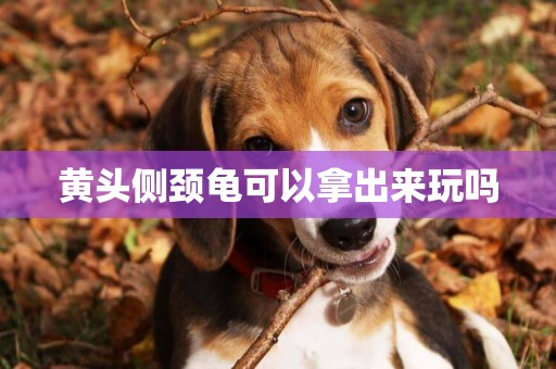 黃頭側頸龜可以拿出來玩嗎