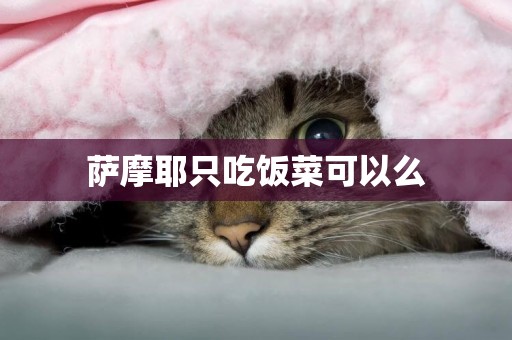 薩摩耶只吃飯菜可以么