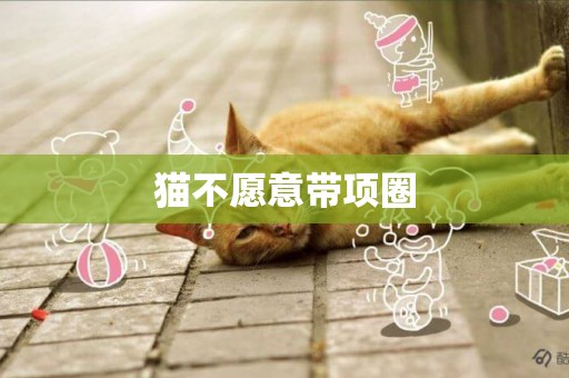 貓不愿意帶項圈