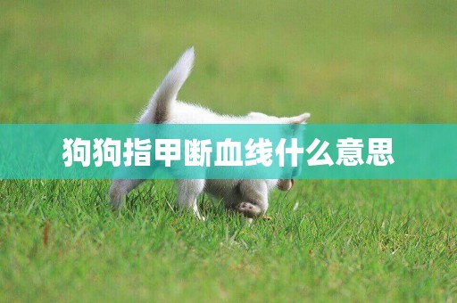 狗狗指甲斷血線什么意思