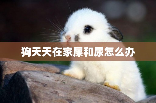 狗天天在家屎和尿怎么辦