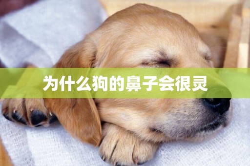 為什么狗的鼻子會很靈