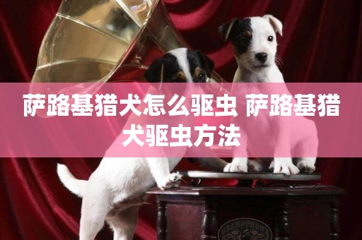 薩路基獵犬怎么驅蟲 薩路基獵犬驅蟲方法
