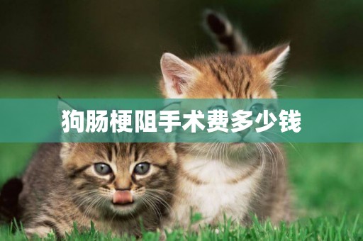 狗腸梗阻手術費多少錢