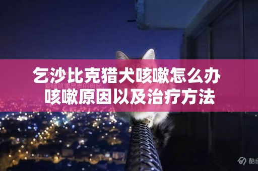 乞沙比克獵犬咳嗽怎么辦 咳嗽原因以及治療方法