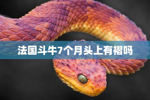 法國斗牛7個月頭上有褶嗎