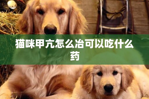 貓咪甲亢怎么冶可以吃什么藥