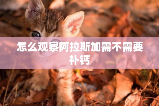 怎么觀察阿拉斯加需不需要補鈣