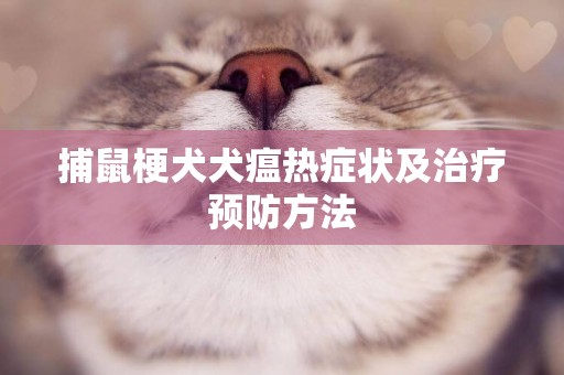捕鼠梗犬犬瘟熱癥狀及治療預防方法