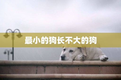 最小的狗長不大的狗