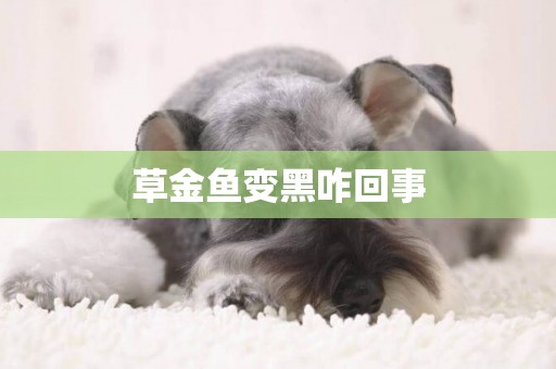 草金魚變黑咋回事