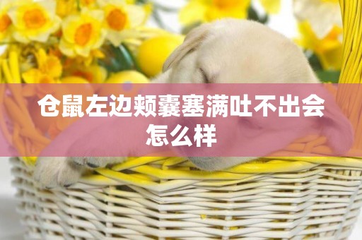 倉鼠左邊頰囊塞滿吐不出會怎么樣