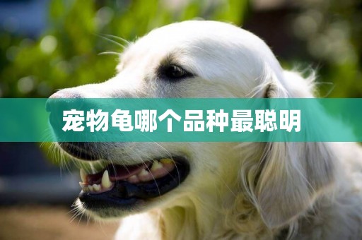 寵物龜哪個品種最聰明