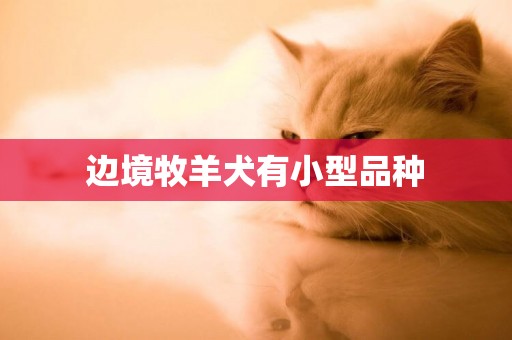邊境牧羊犬有小型品種