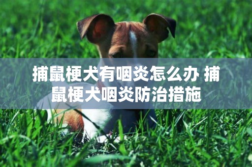 捕鼠梗犬有咽炎怎么辦 捕鼠梗犬咽炎防治措施
