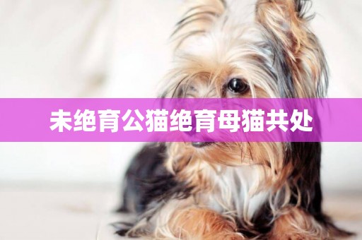 未絕育公貓絕育母貓共處