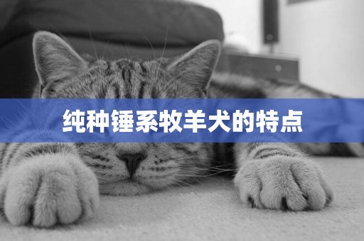 純種錘系牧羊犬的特點
