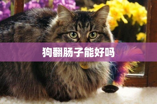狗翻腸子能好嗎
