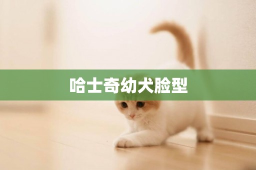 哈士奇幼犬臉型